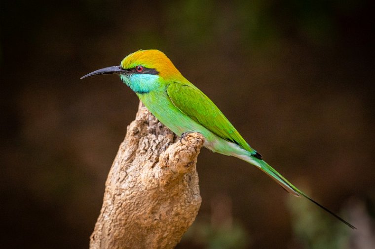 123 Yala NP, kleine groene bijeneter.jpg